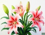 百合花花骨朵多久开花