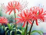 曼珠沙华的花语和传说