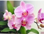 蝴蝶兰一天中几点开花