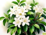 如何让九里香快速开花