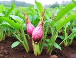 种魔芋需要施什么肥料