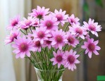 干花满天星可以水养吗