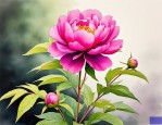 2025年芍药花朵有什么用
