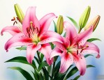 百合花象征意义是什么