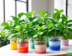 2025年水培植物四季水养