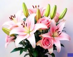 玫瑰百合鲜花节日鲜花