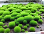 青苔养殖方法和注意事项