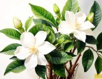 栀子花是根生还是子生