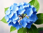 蓝色绣球花真正的花语
