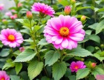 2025年全世界最漂亮的花