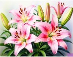 百合花一般在几点开花