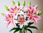 过生日送百合花好不好