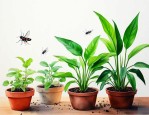 家里养的绿植有小飞虫