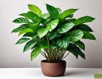 2025年绿萝花多少钱一盆