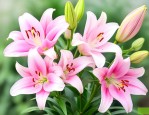 百合花的种球怎么种植