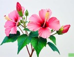 芙蓉花有什么药用价值