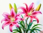 百合花是什么颜色的花