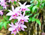 石斛花多少钱一斤石斛