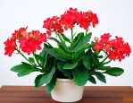 长寿花可以种在室内吗