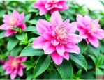 三七花有什么副作用吗