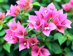 三角梅懒花品种有哪些