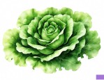 生菜是十字花科蔬菜吗