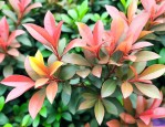 红叶石楠黄化病怎么治