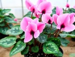 仙客来种子种植的方法