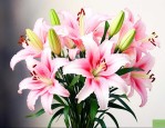 百合花跟康乃馨的花语