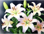 百合花的花程式怎么写