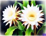 昙花是什么季节开的花