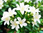 九里香不开花什么原因