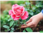 月季花移植时间和方法