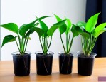 土培绿萝怎样移植水培