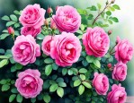 蔷薇花什么时候种合适