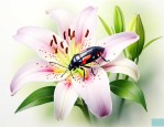 百合花长黑色的小虫子