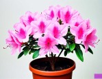 杜鹃花现在可以换盆吗