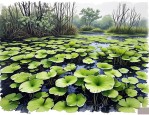 2025年沉水植物有哪几种