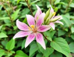 野生葛根花的作用与好处