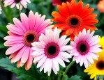 非洲菊今日鲜花批发价