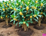 12公分桂花树苗价格