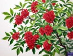 2025年花椒怎样种植技术