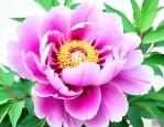 牡丹花的花蕊是什么颜色