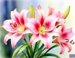 看百合花开盛开的心情