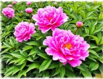 2025年重瓣芍药花好养吗