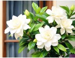 栀子花适合养在阳台吗