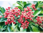 花椒的花是什么样子的