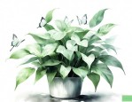 白蝴蝶绿植怎么养