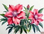 肉苁蓉的花有什么作用