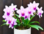 泼墨石斛兰花怎么养殖